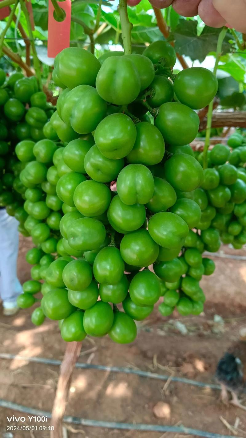 先正達集團中國 優質農資肥料熱銷，助力現代農業騰飛